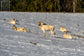 Starnberger See Landschaftsfotografie Workshop mit Siegfried Eichhorn